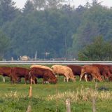 Kuehe beim Fruehstueck